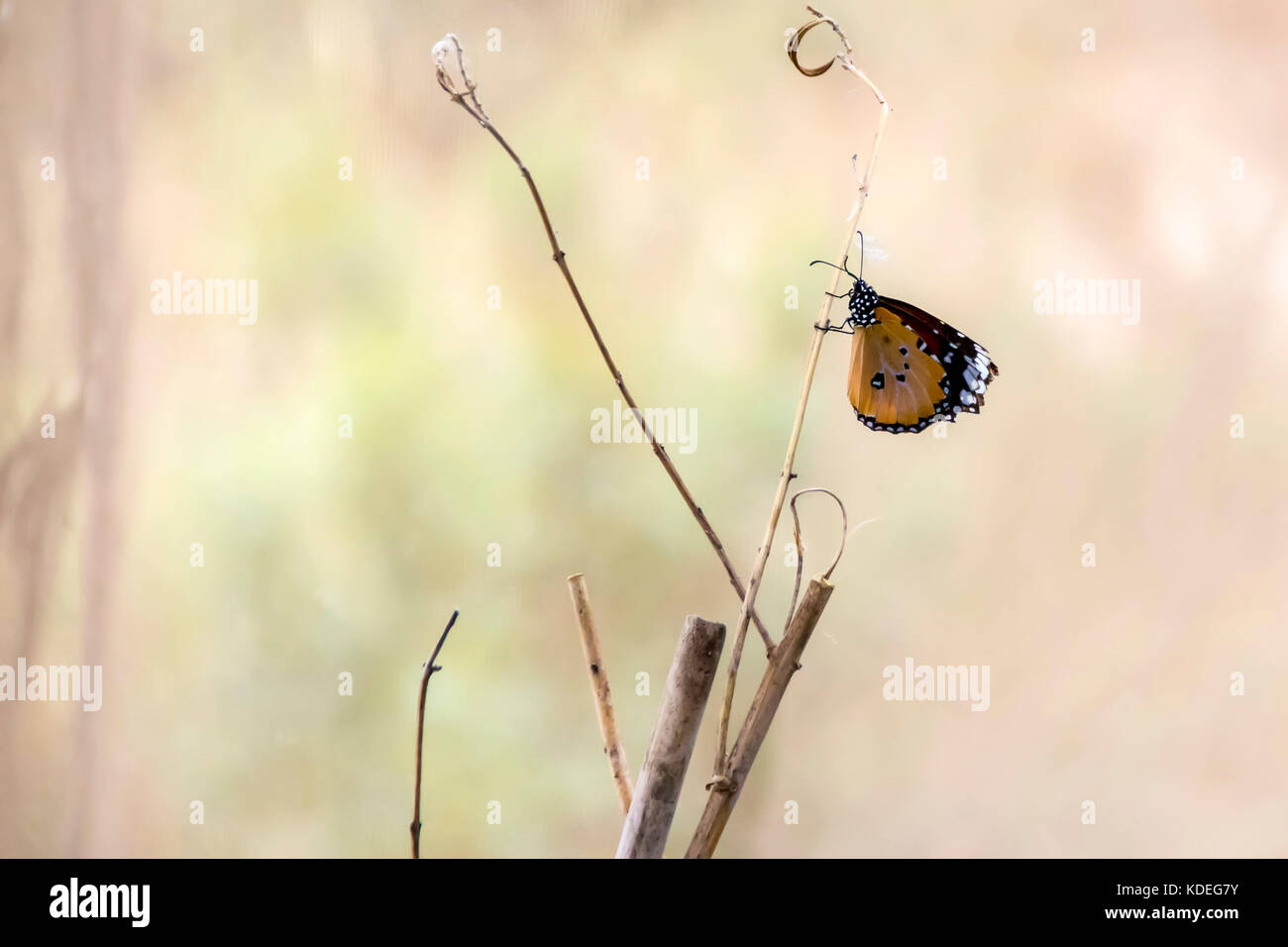 African Monarch Butterfly close-up Stock Photo