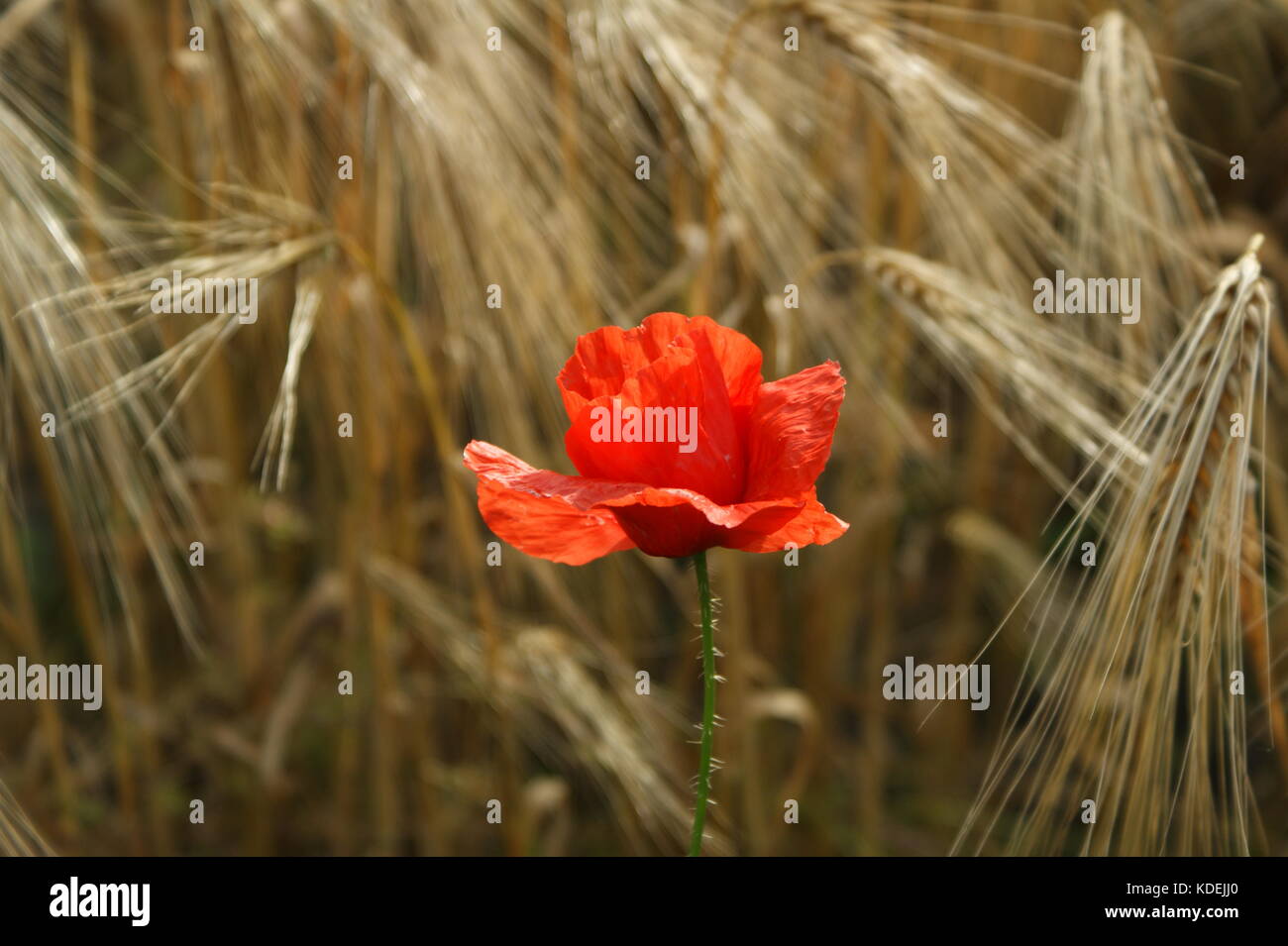 Wearing poppies hi-res stock photography and images - Alamy