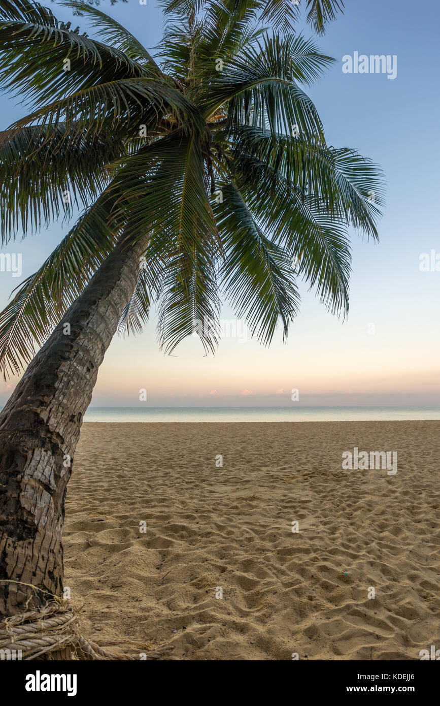 tropical beach with palm coconut trees Stock Photo - Alamy
