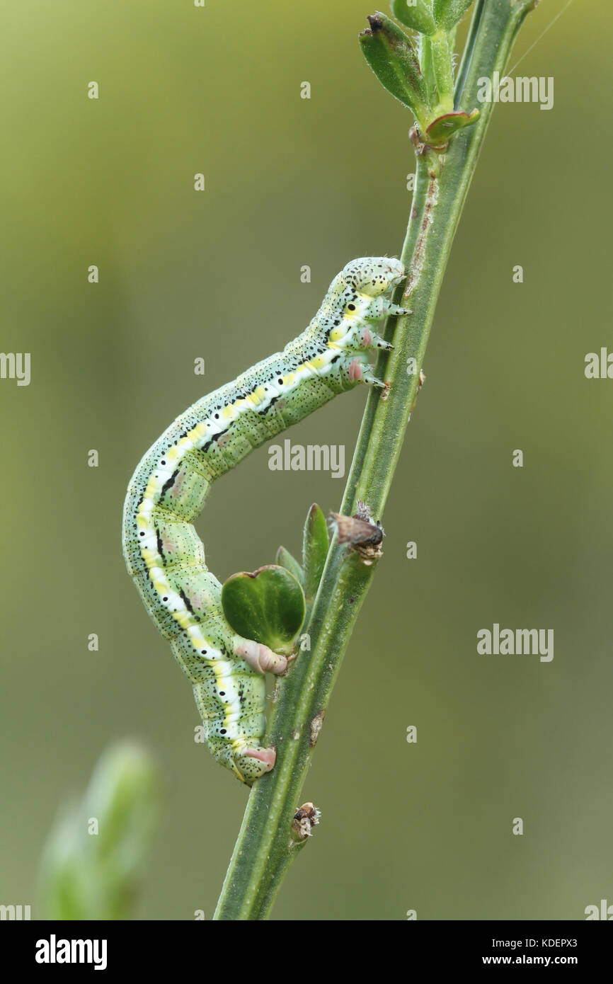 Noctuid caterpillar Stock Photo