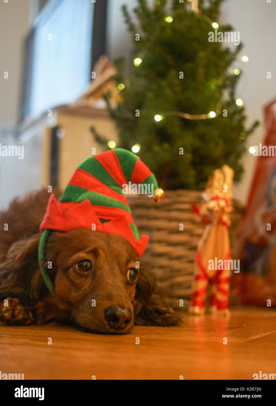 A cute dachshund with a hat next to a christmas tree Stock Photo - Alamy
