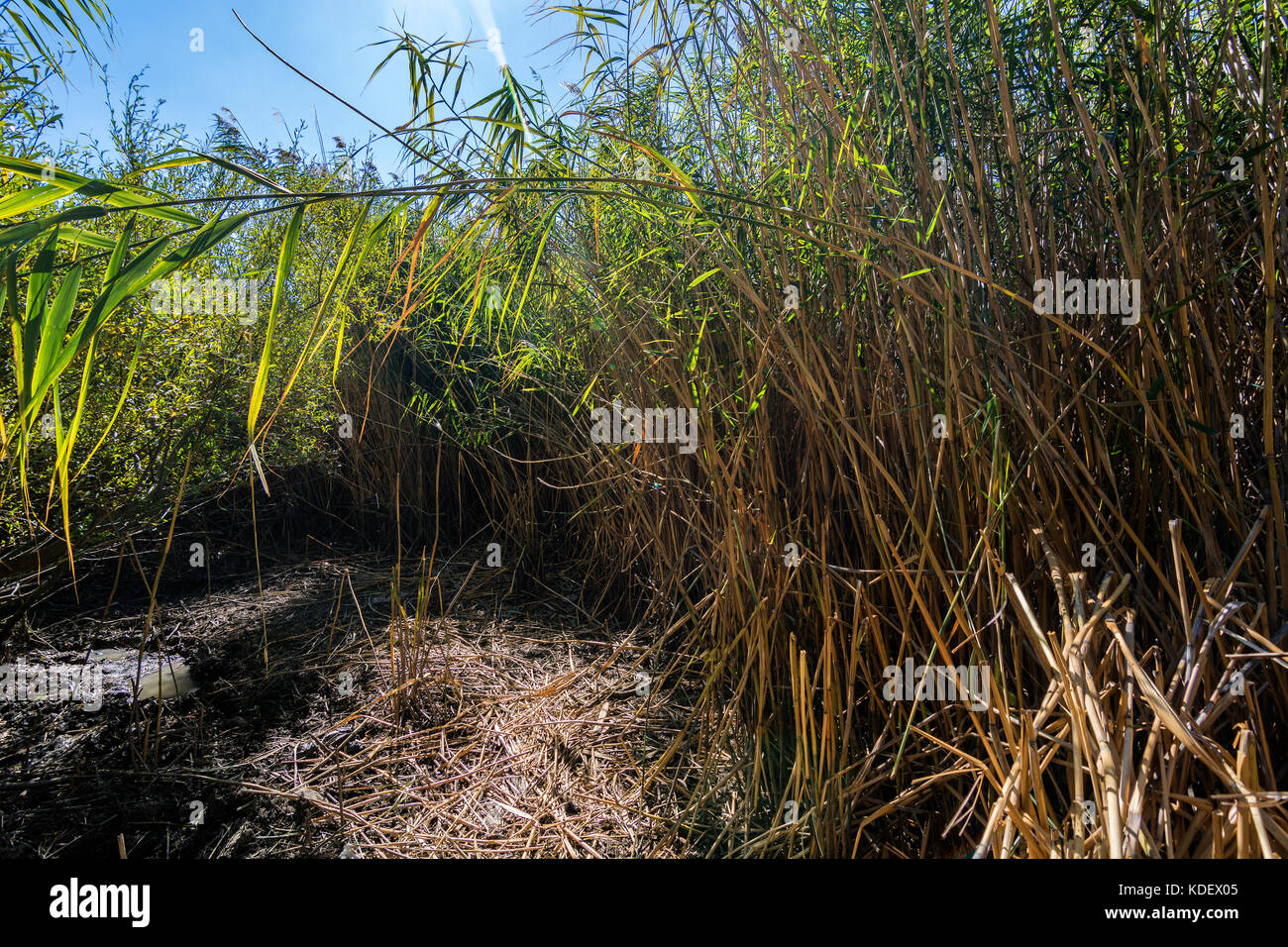 Among The Reeds Lake view reeds grass flower hi-res stock photography and images - Alamy