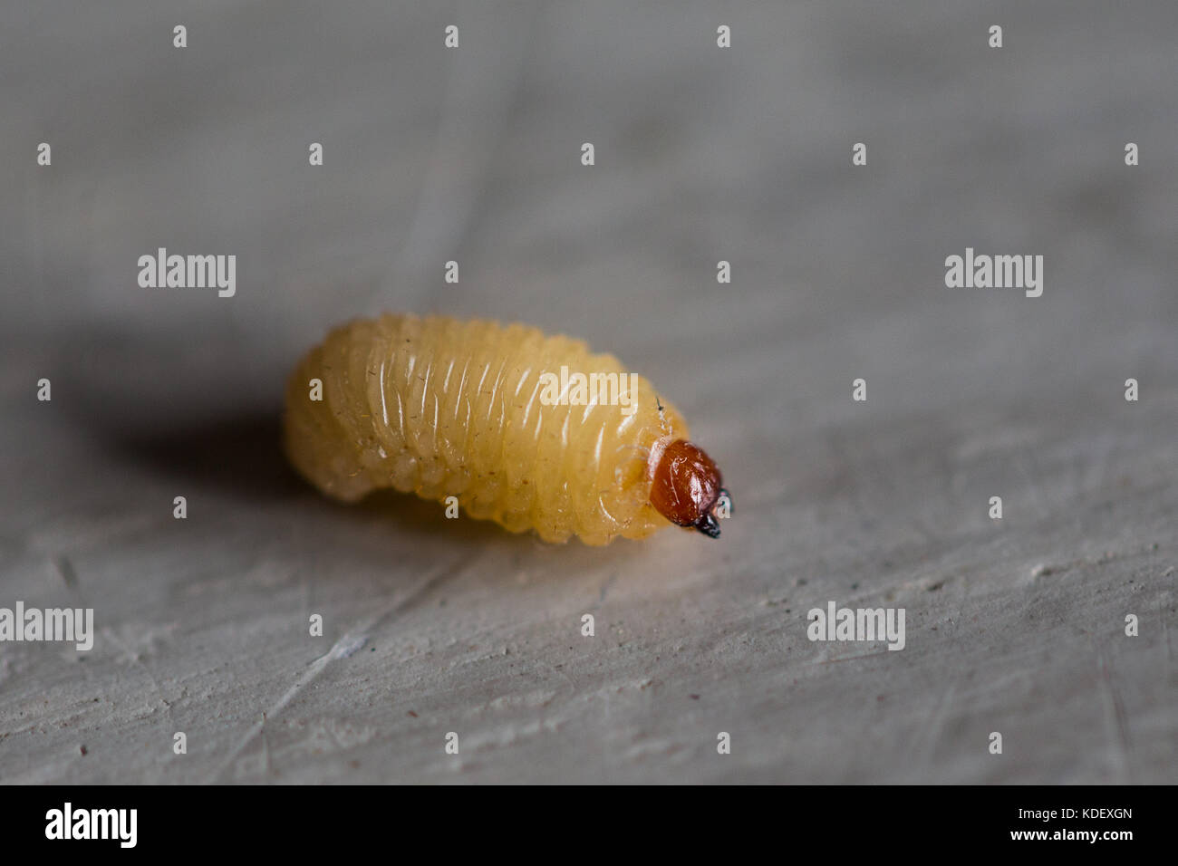 close up of maggot Stock Photo Alamy