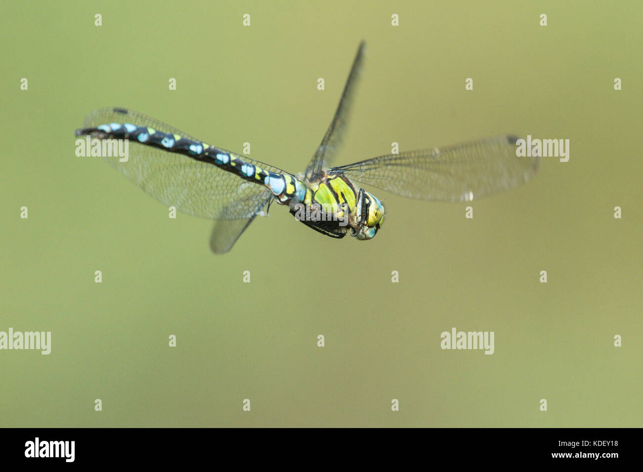 Southern Hawker dragonfly, Aeshna cyanea, male, flying, Sussex, UK, August. Stock Photo