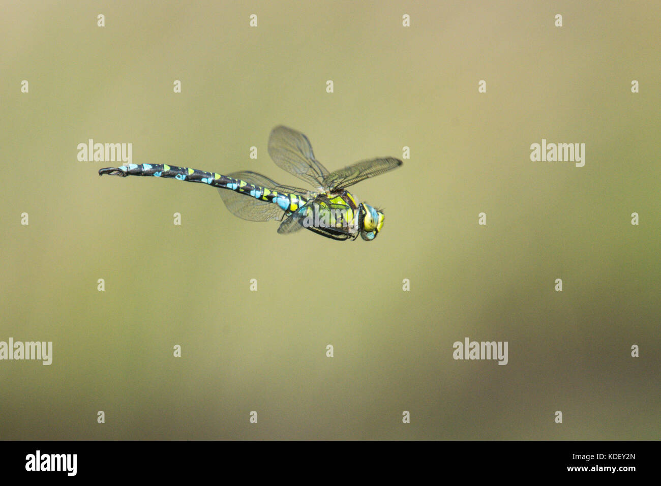 Southern Hawker dragonfly, Aeshna cyanea, male, flying, Sussex, UK, August. Stock Photo