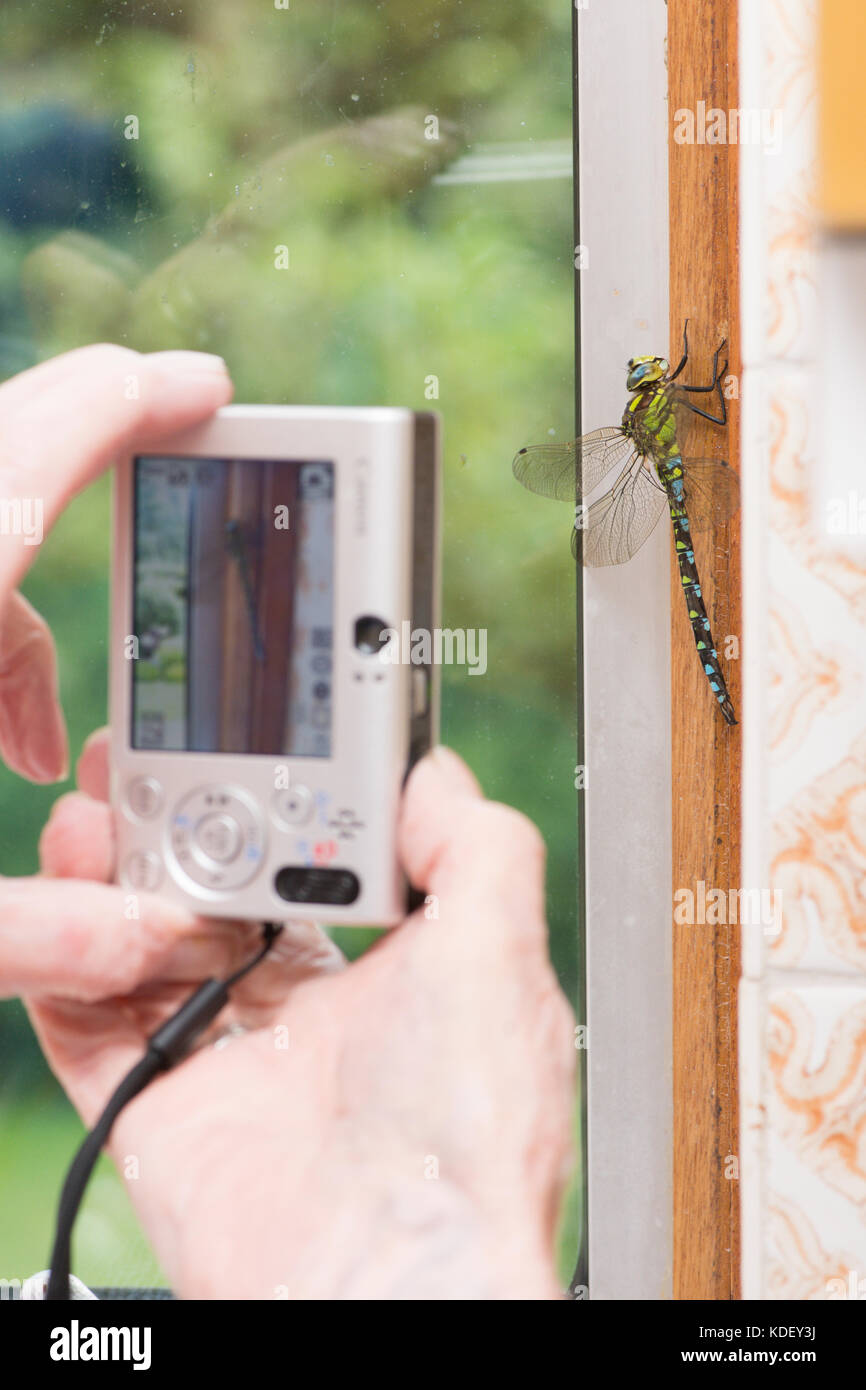 Southern Hawker dragonfly, Aeshna cyanea, male, trapped indoors in window, Sussex, UK, August. Stock Photo