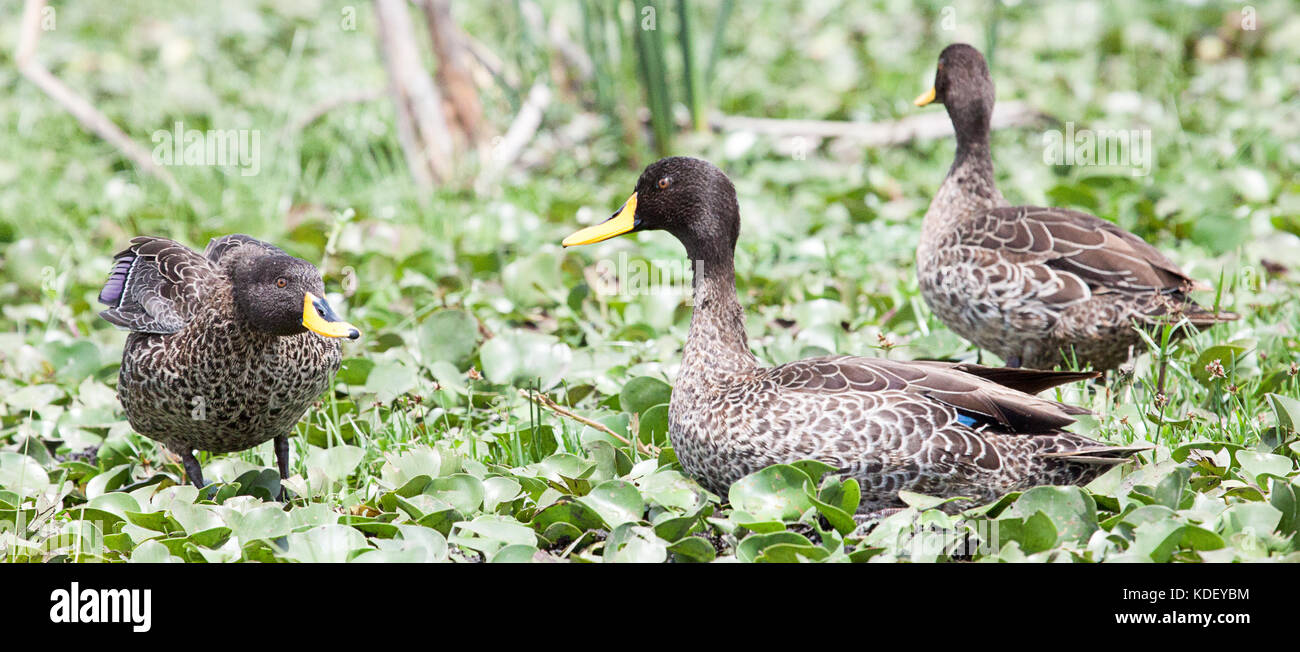 Yellowbilled ducks (Anas undulata) in green marsh plants Stock Photo