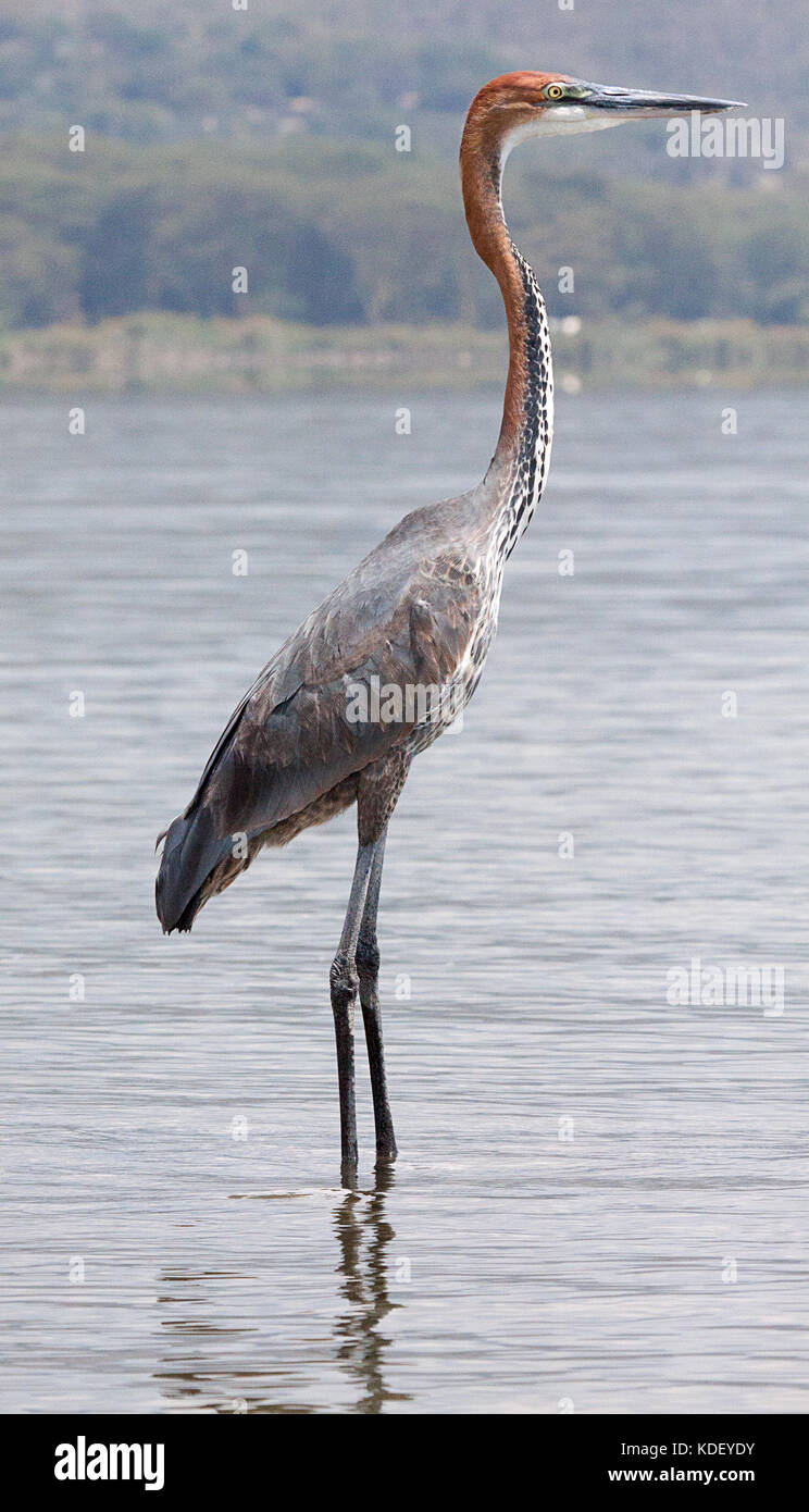 Goliath heron (Ardea goliath) standing in shallow water at Lake ...