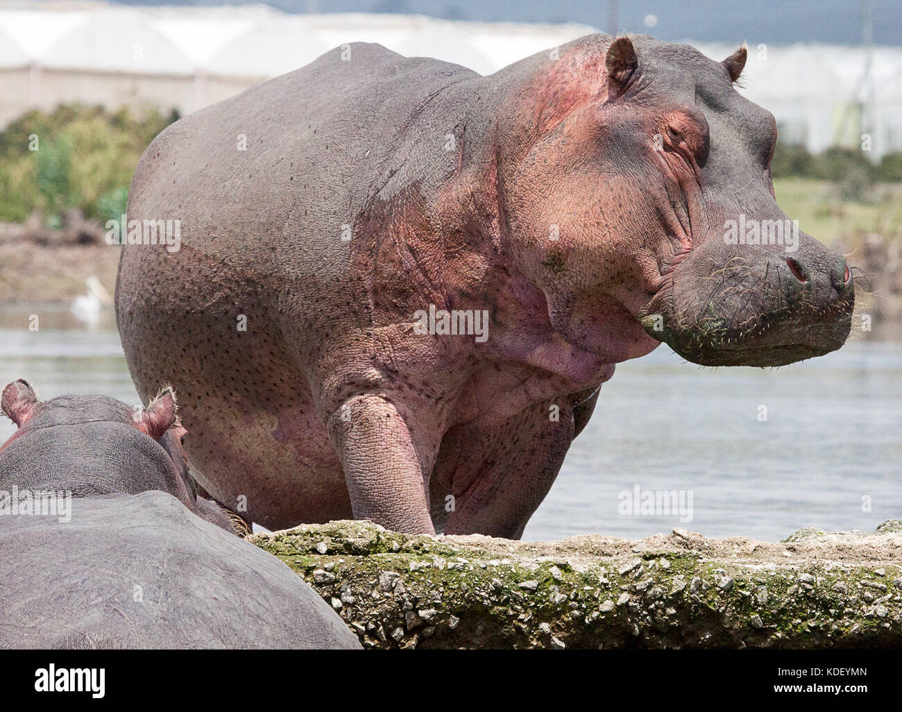 Hippopotamus (Hippoptamus amphibius) walking out of the water at Lake Naivasha, Kenya Stock Photo