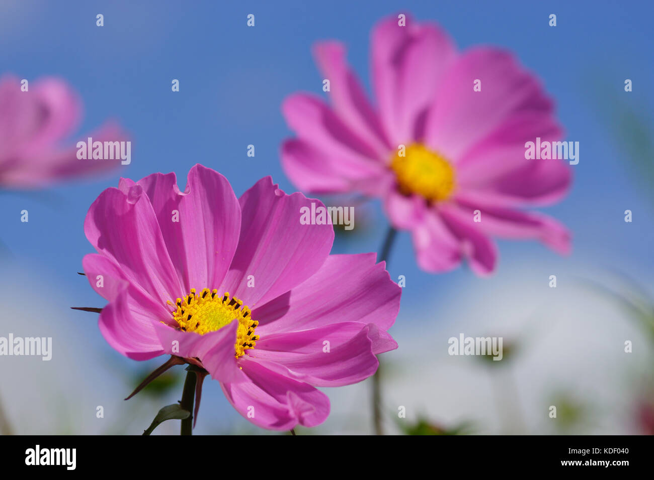 Cosmos flowers against a blue sky Stock Photo