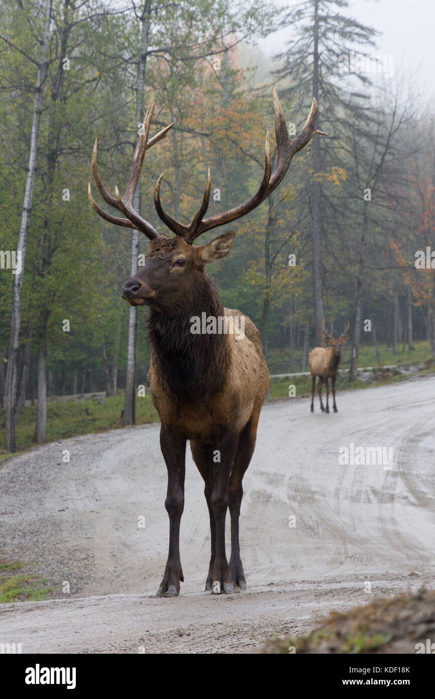 Adult male elk standing on the road with autumn foliage behind Stock ...