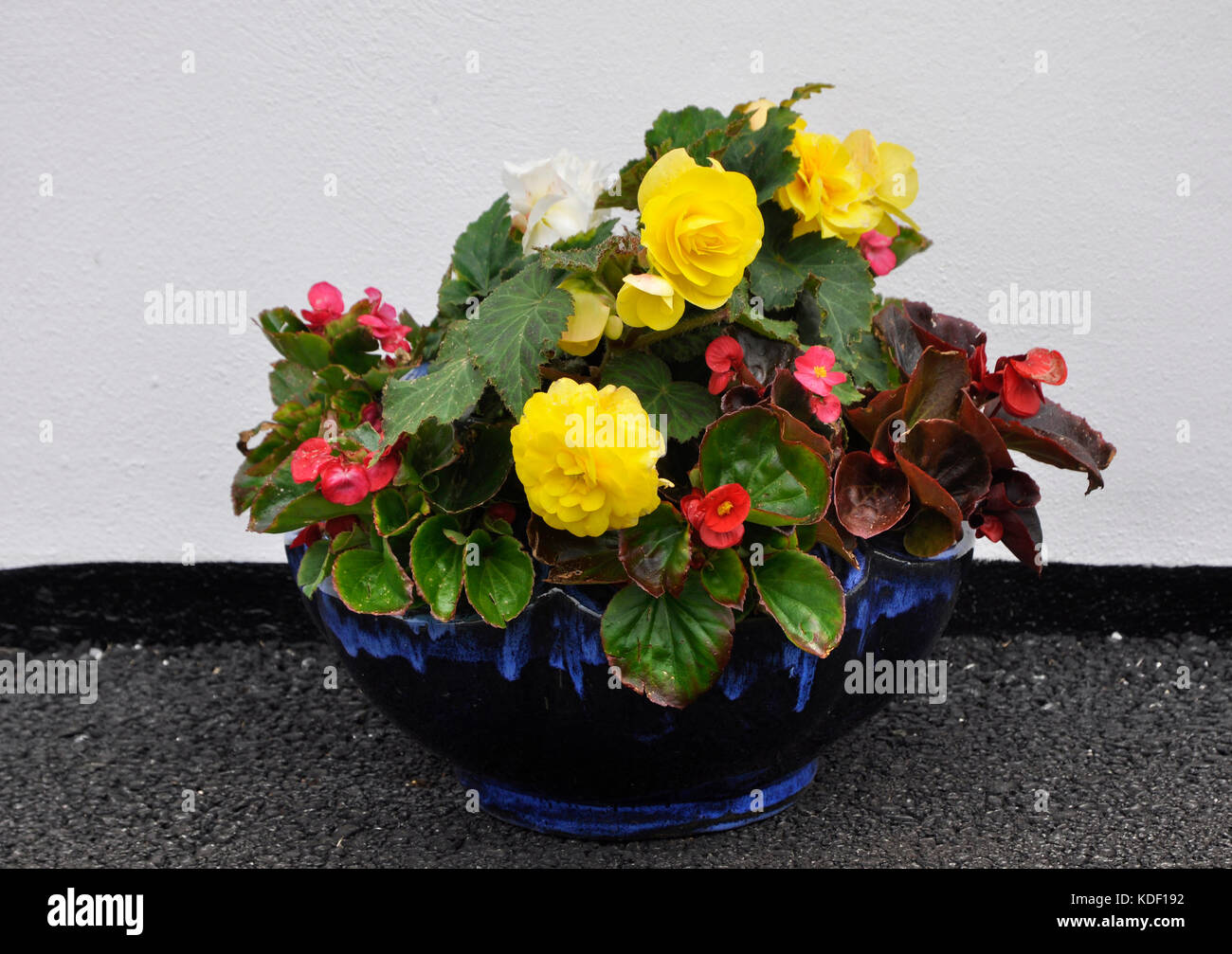 blue glazed pot of begonia flowers Stock Photo