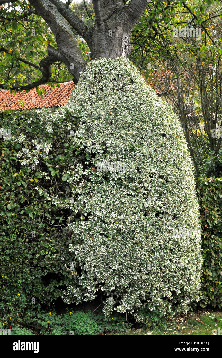 variegated privet Stock Photo