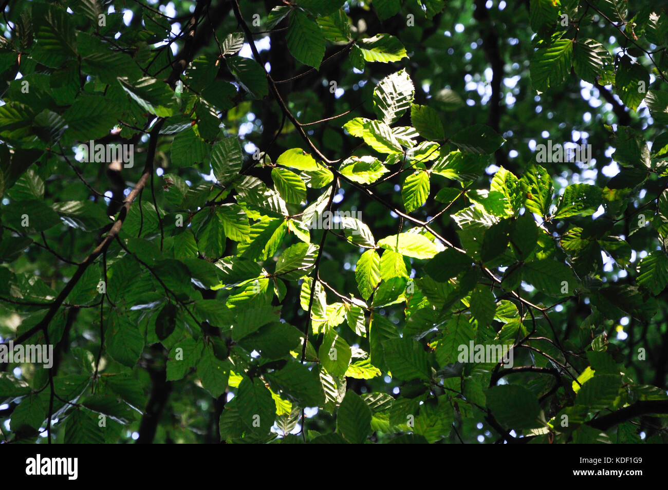 Woodland canopy from beneath uk hi-res stock photography and images - Alamy