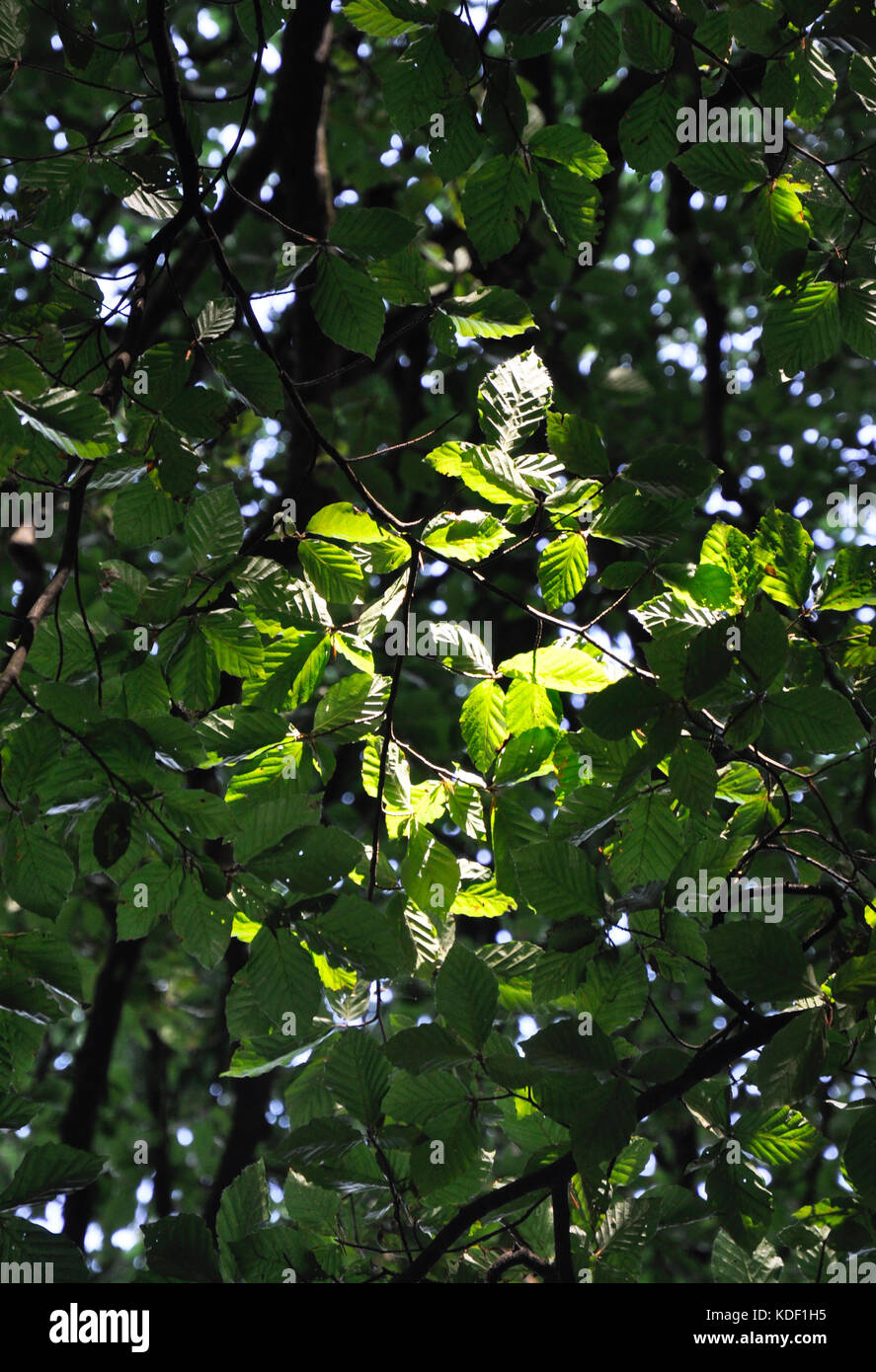 Woodland canopy from beneath uk hi-res stock photography and images - Alamy