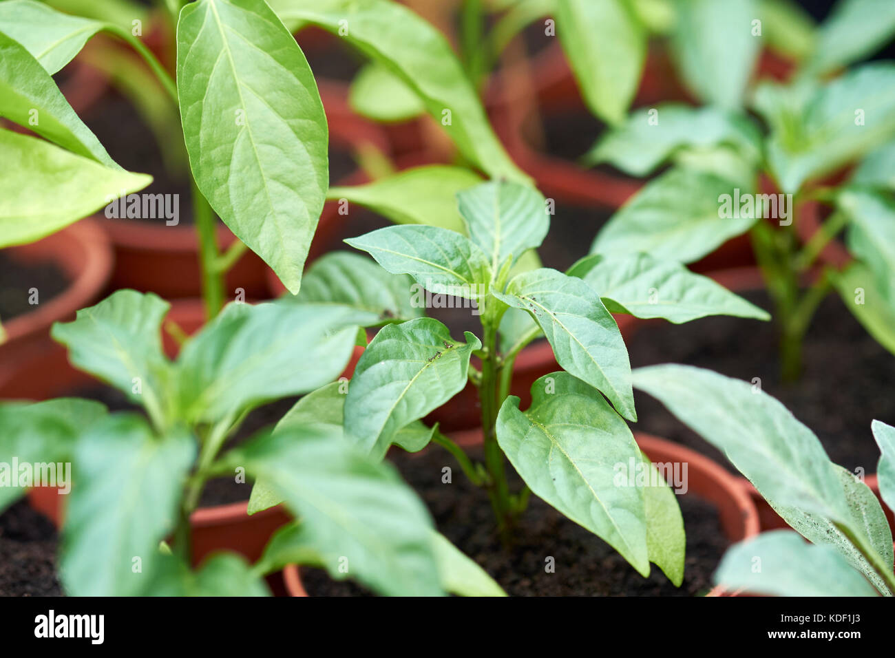 Young mixed pepper plug plants, Razzmataz & Romano, growing in compost