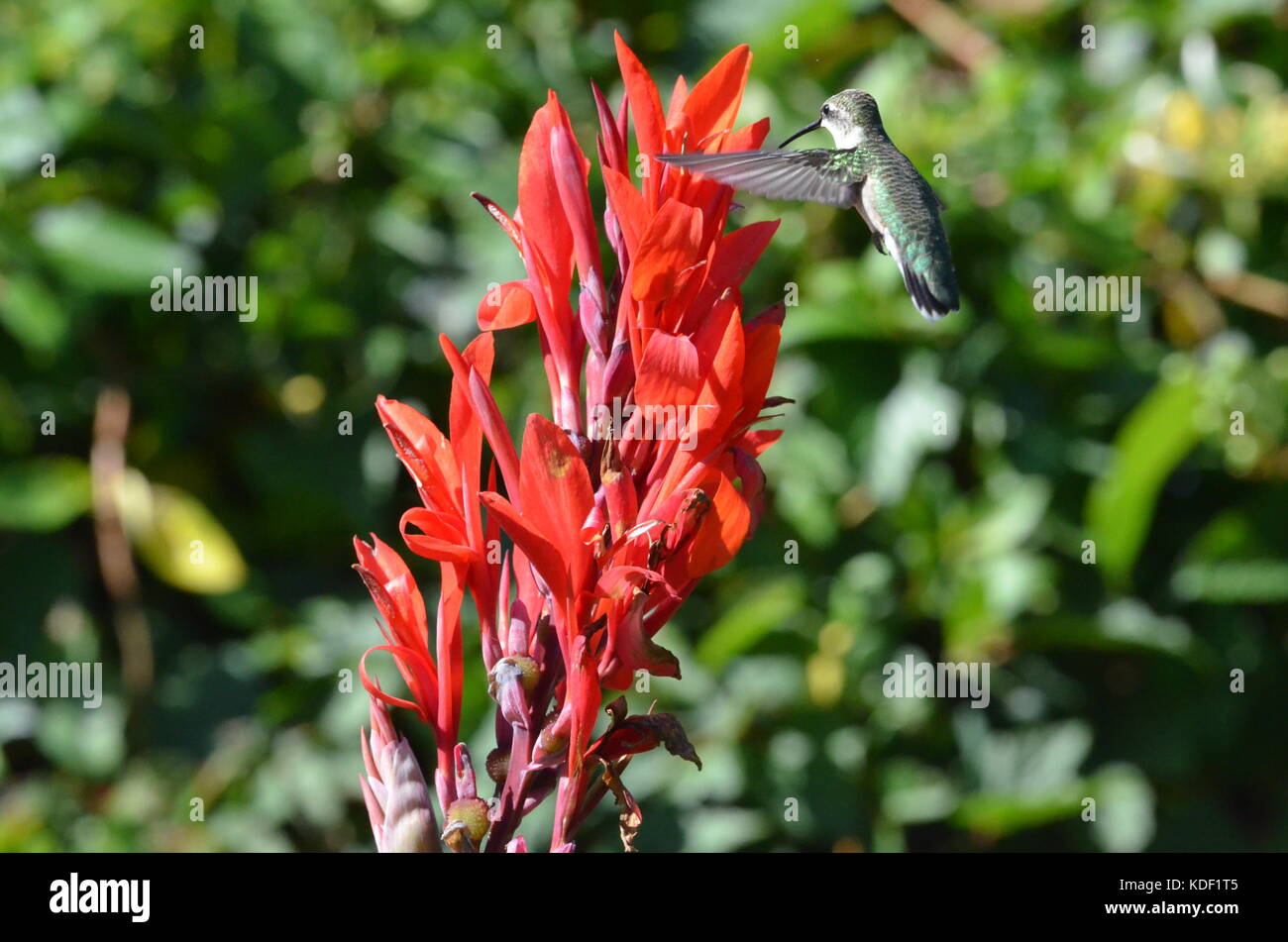 Hummingbird feeding on Canna lily nectar Stock Photo