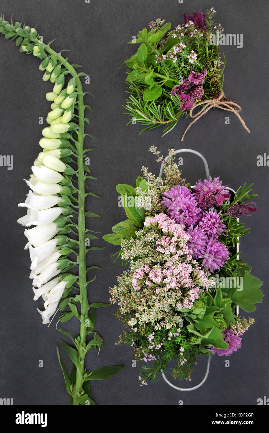 Medicinal herbs and flowers used in herbal medicine and alternative