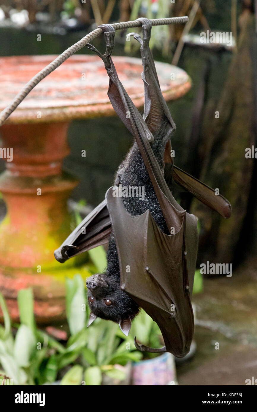 Domesticated bat, Tanah Lot, Bali, Indonesia Stock Photo - Alamy