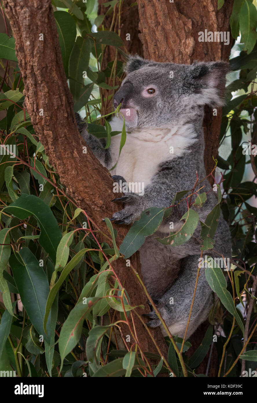 Koalo bear one of Australia's favourite animals. Stock Photo