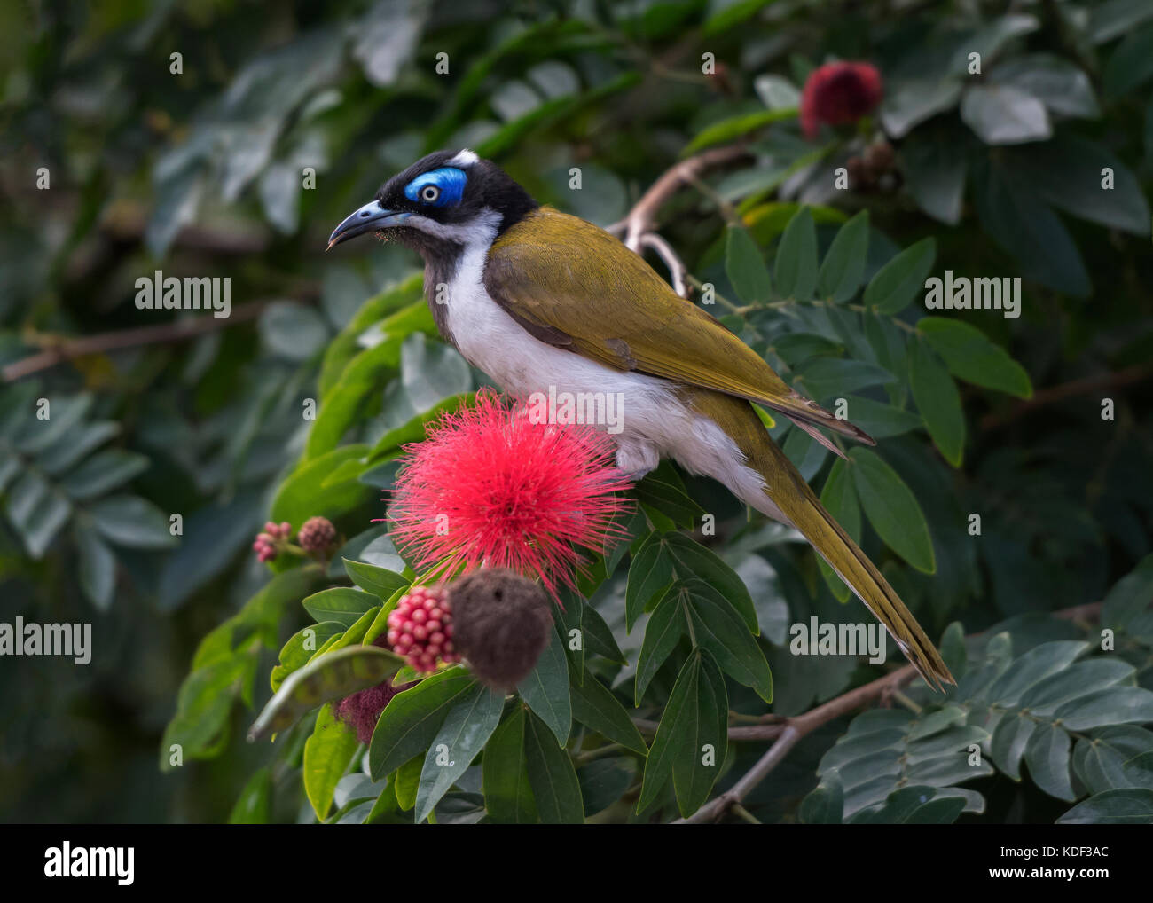 Blue faced honey eater found in wide areas of Australia. Stock Photo