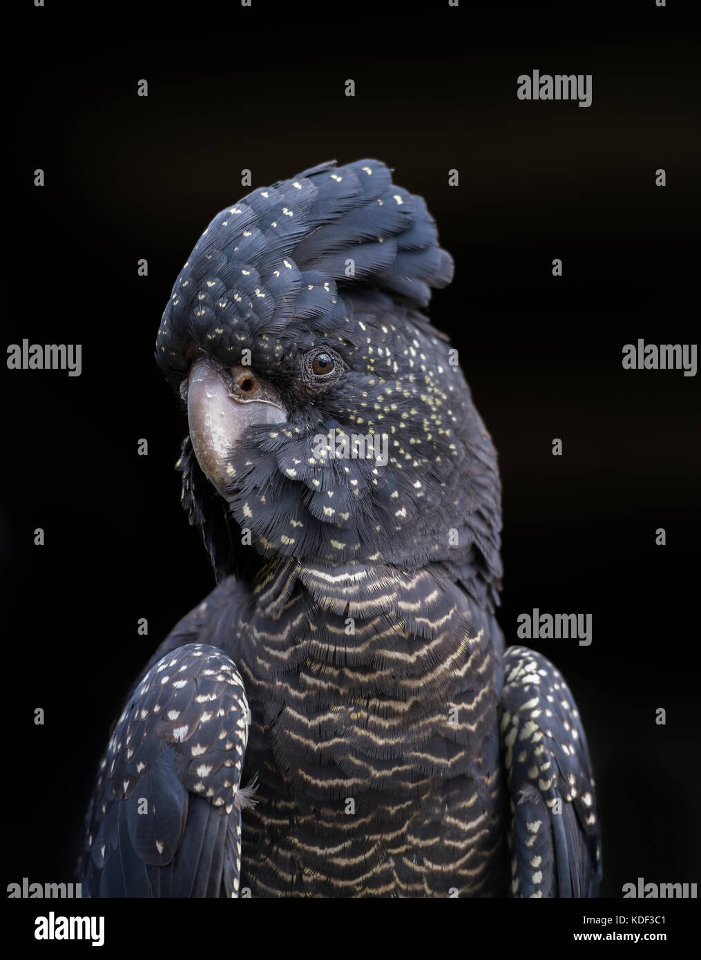 Black Cockatoo In Flight High Resolution Stock Photography and Images