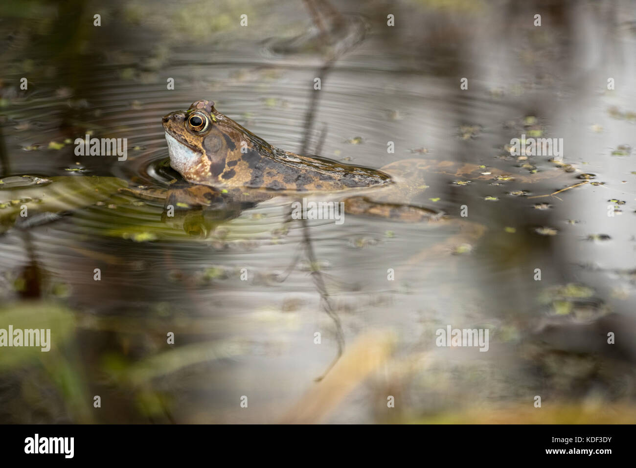 male common frog, calling & causing ripples Stock Photo