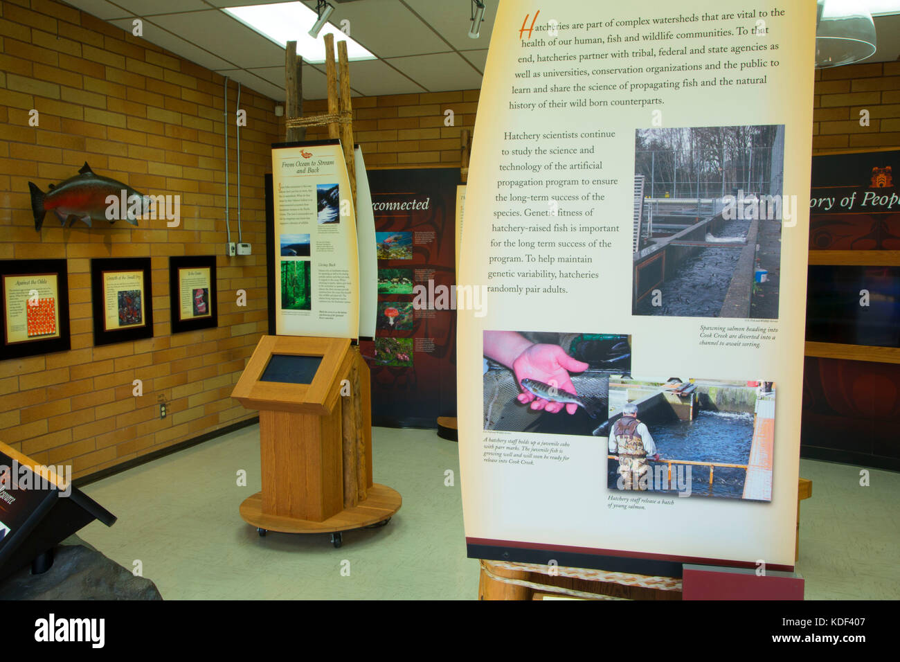 Visitor Center displays, Quinault National Fish Hatchery, Olympic