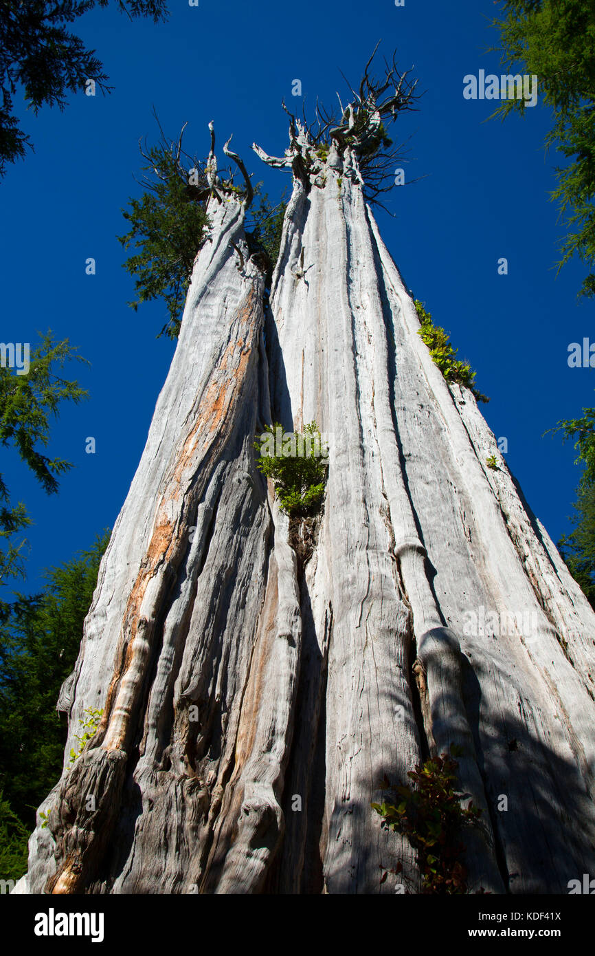 Duncan Cedar (World's largest red cedar), Olympic Peninsula State Trust Lands Forests, Washington Stock Photo