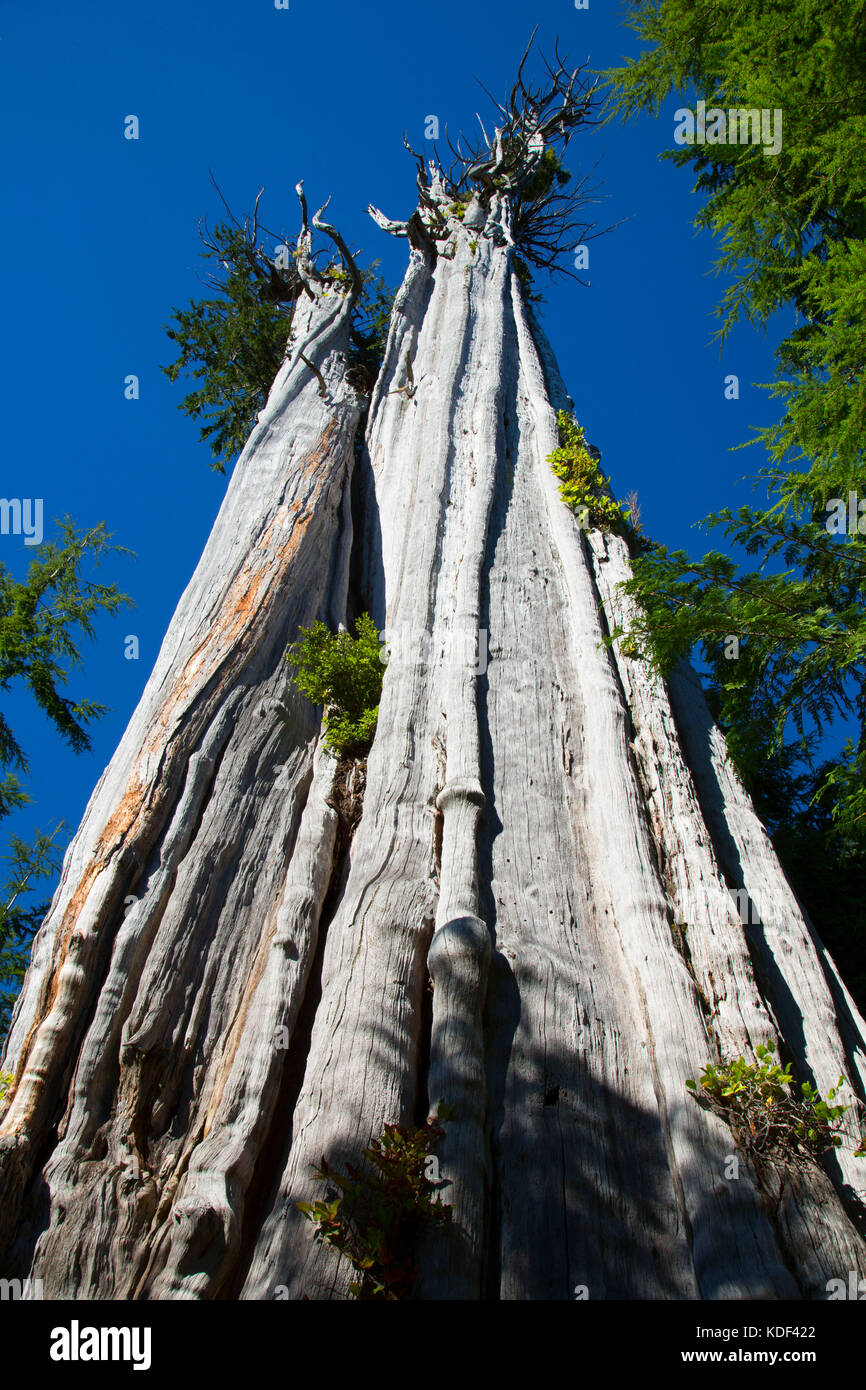 Duncan Cedar (World's largest red cedar), Olympic Peninsula State Trust Lands Forests, Washington Stock Photo