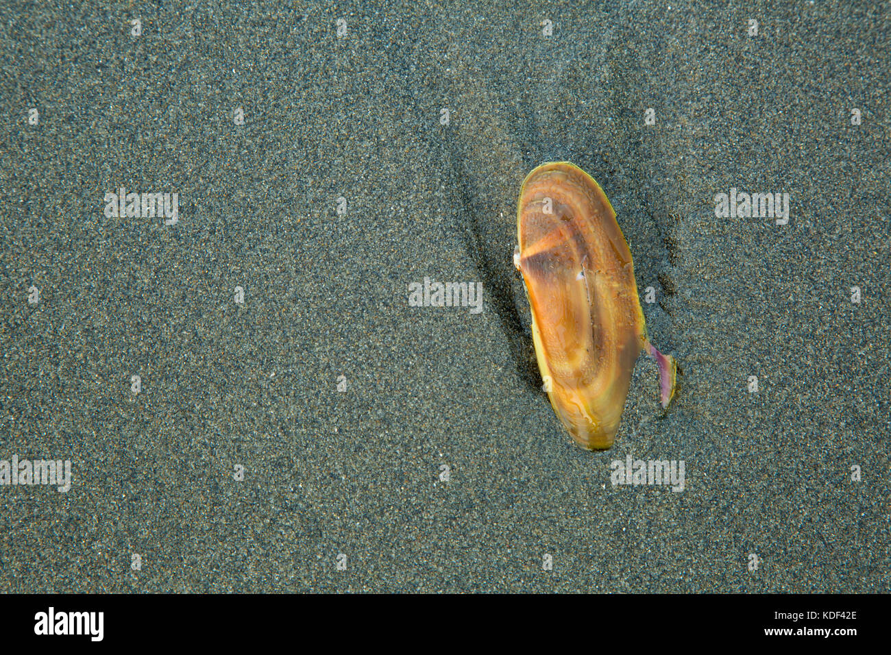 Razor clam shell hires stock photography and images Alamy