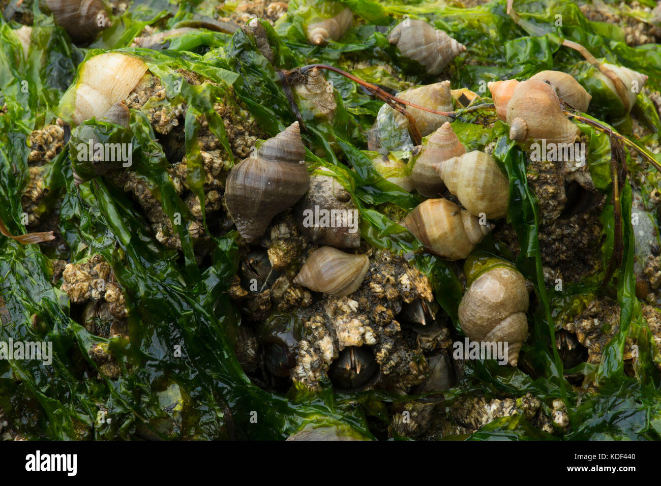 Snails, Fort Townsend Historical State Park , Washington Stock Photo