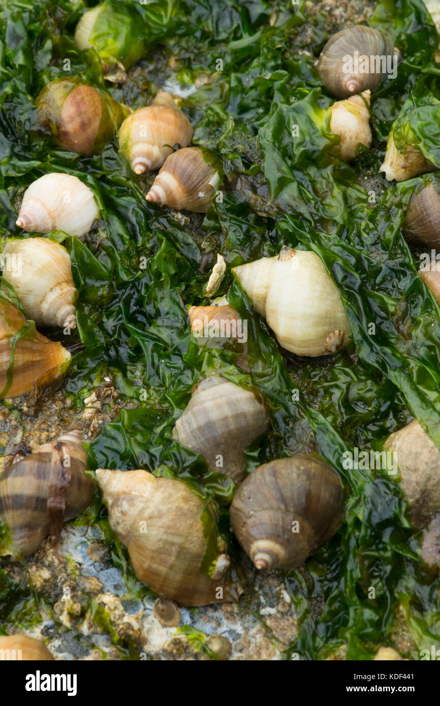 Snails, Fort Townsend Historical State Park , Washington Stock Photo