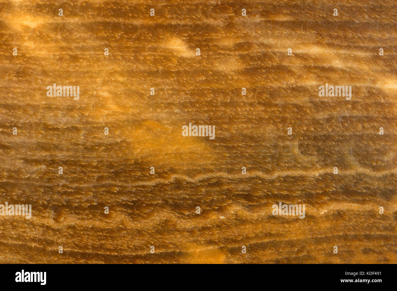 Crabtree Creek petrified wood, Oregon Stock Photo Alamy