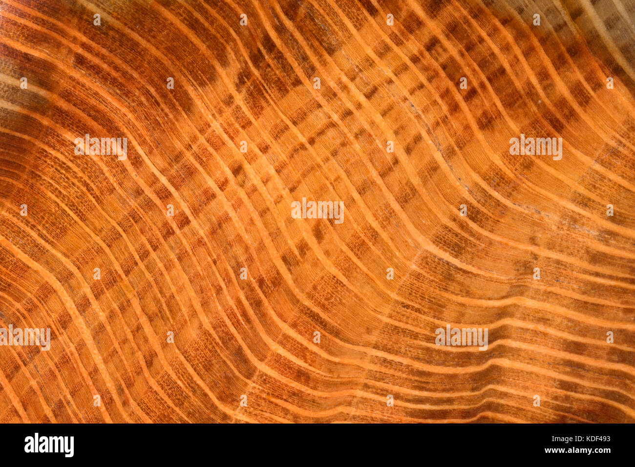 Crabtree Creek petrified wood, Oregon Stock Photo Alamy