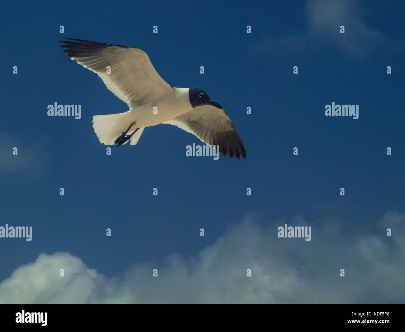 Caribbean seabird hires stock photography and images Alamy