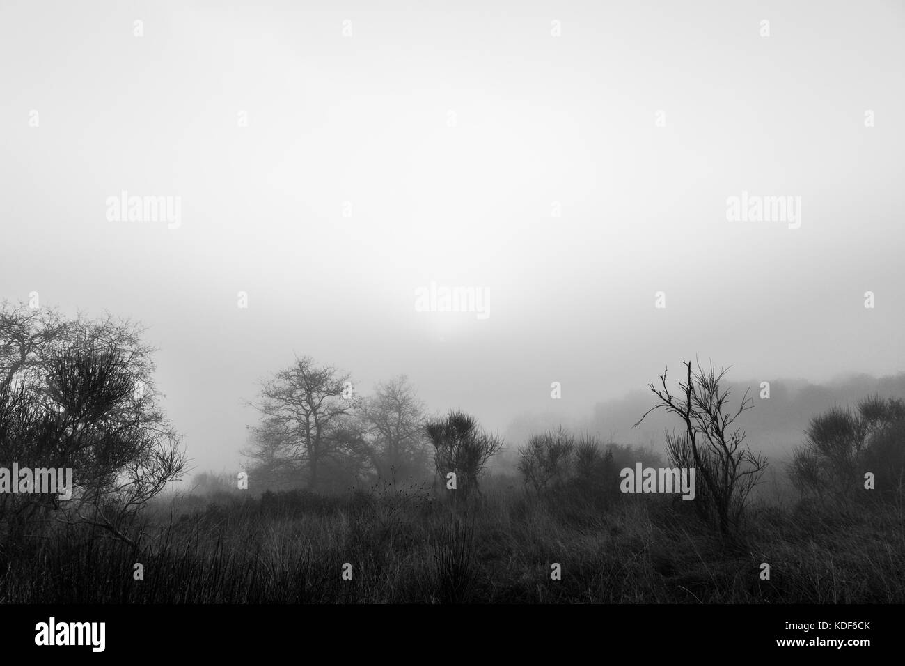 Some trees and plants in the midst of low fog, with a sunrise just above Stock Photo
