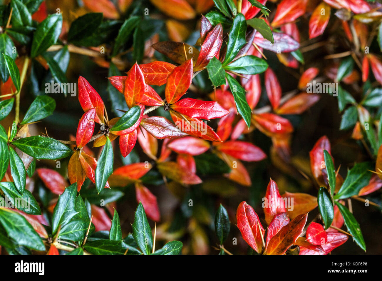 Berberis frikartii ' Telstar ', autumn red leaves Stock Photo