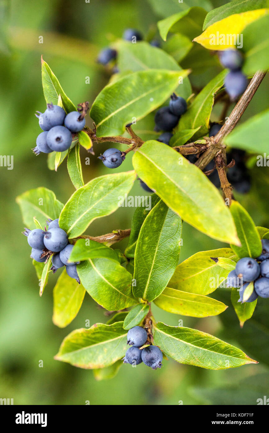 Lonicera heckrottii " American Beauty ", autumn berries, fruits Stock Photo  - Alamy
