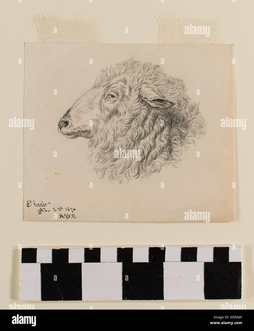 Pencil Drawing of a Ram's Head by A.B. Greene Stock Photo - Alamy