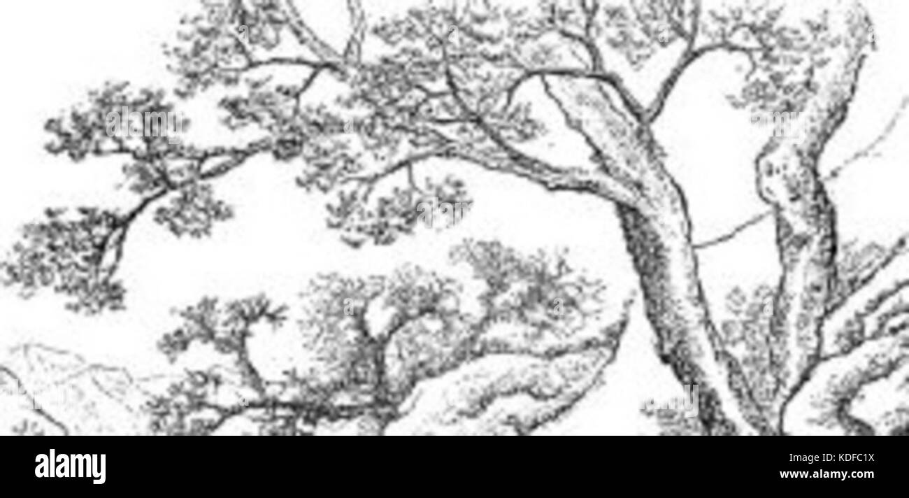 Flowering cherry tree sakura Black and White Stock Photos & Images - Alamy