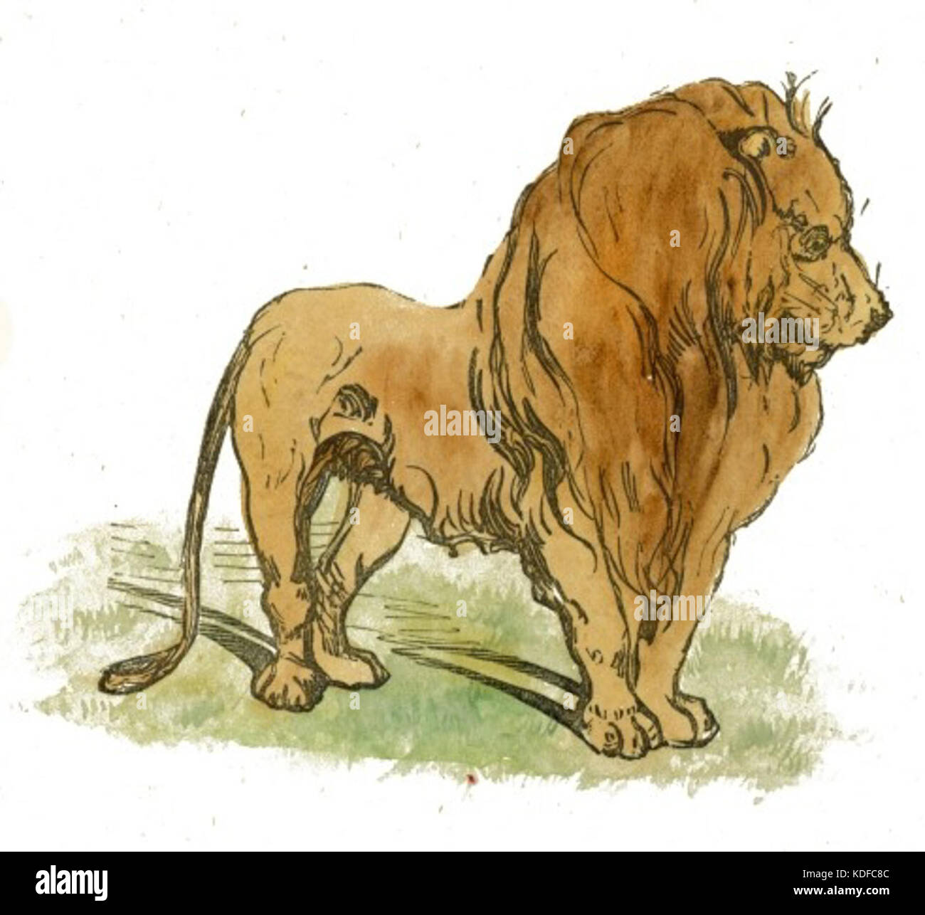 King of Beasts Stock Photo Alamy