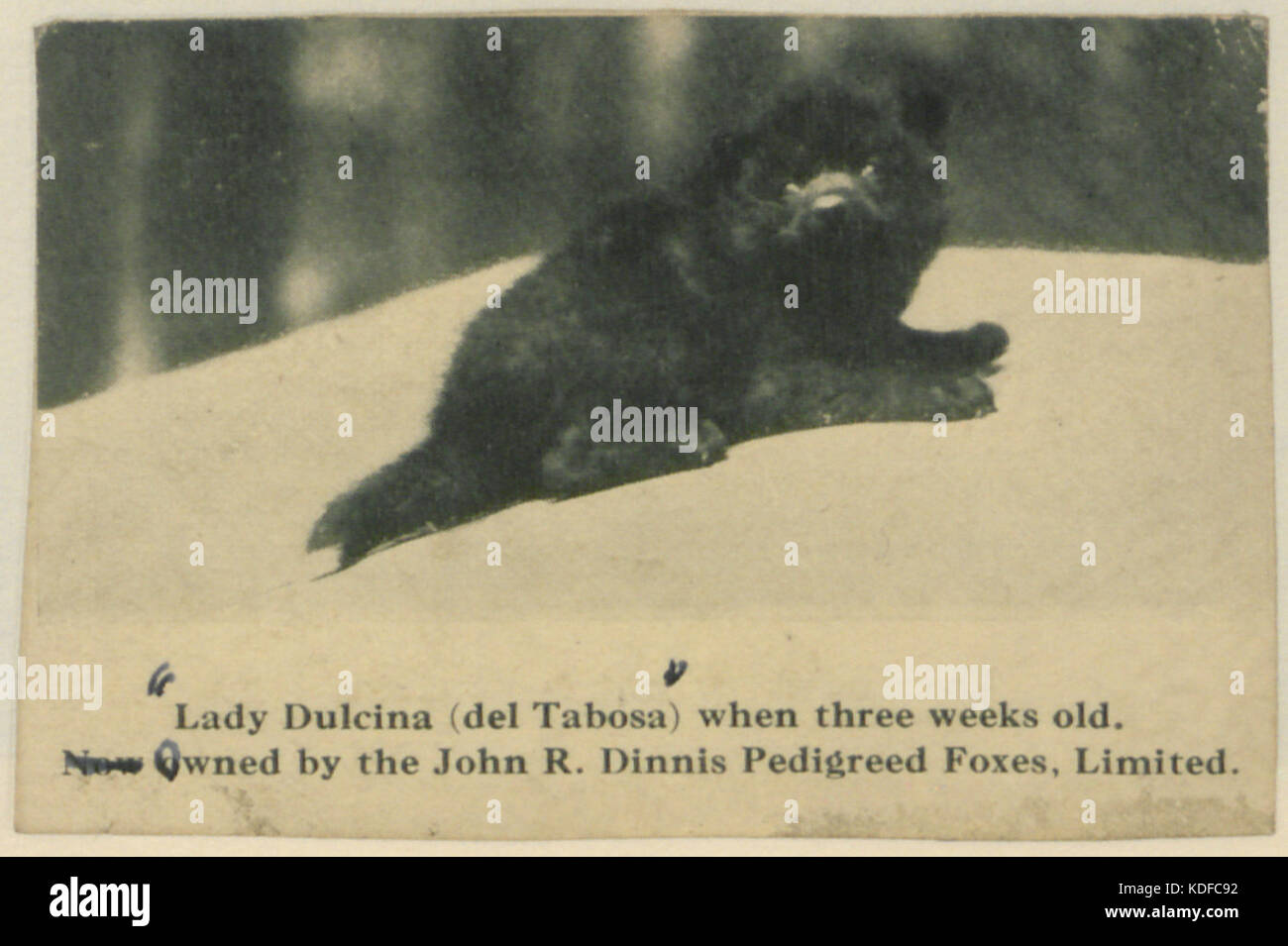 Lady Dulcina (Del Tabosa) when three weeks old (HS85 10 28787) Stock Photo