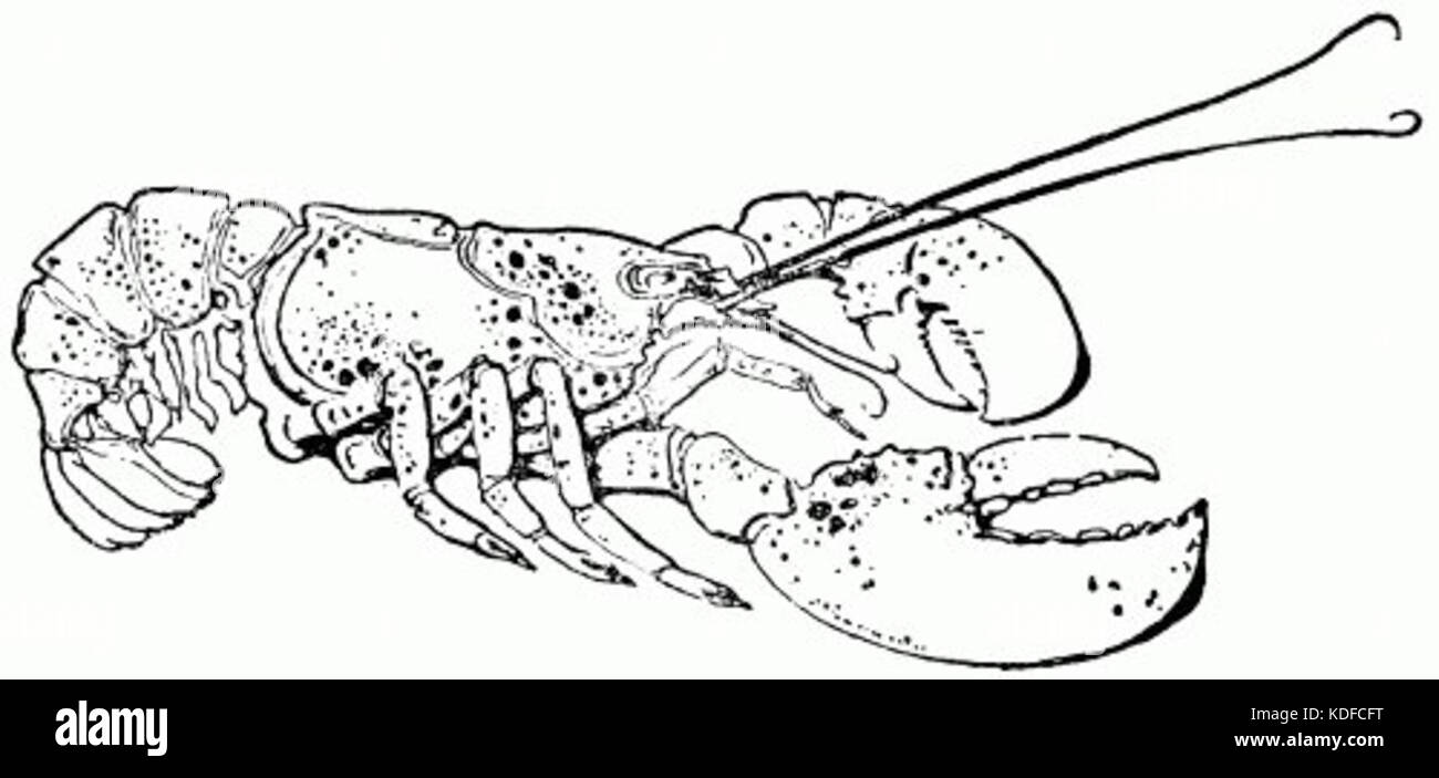 Lobster Sketch Stock Illustrations  3945 Lobster Sketch Stock  Illustrations Vectors  Clipart  Dreamstime
