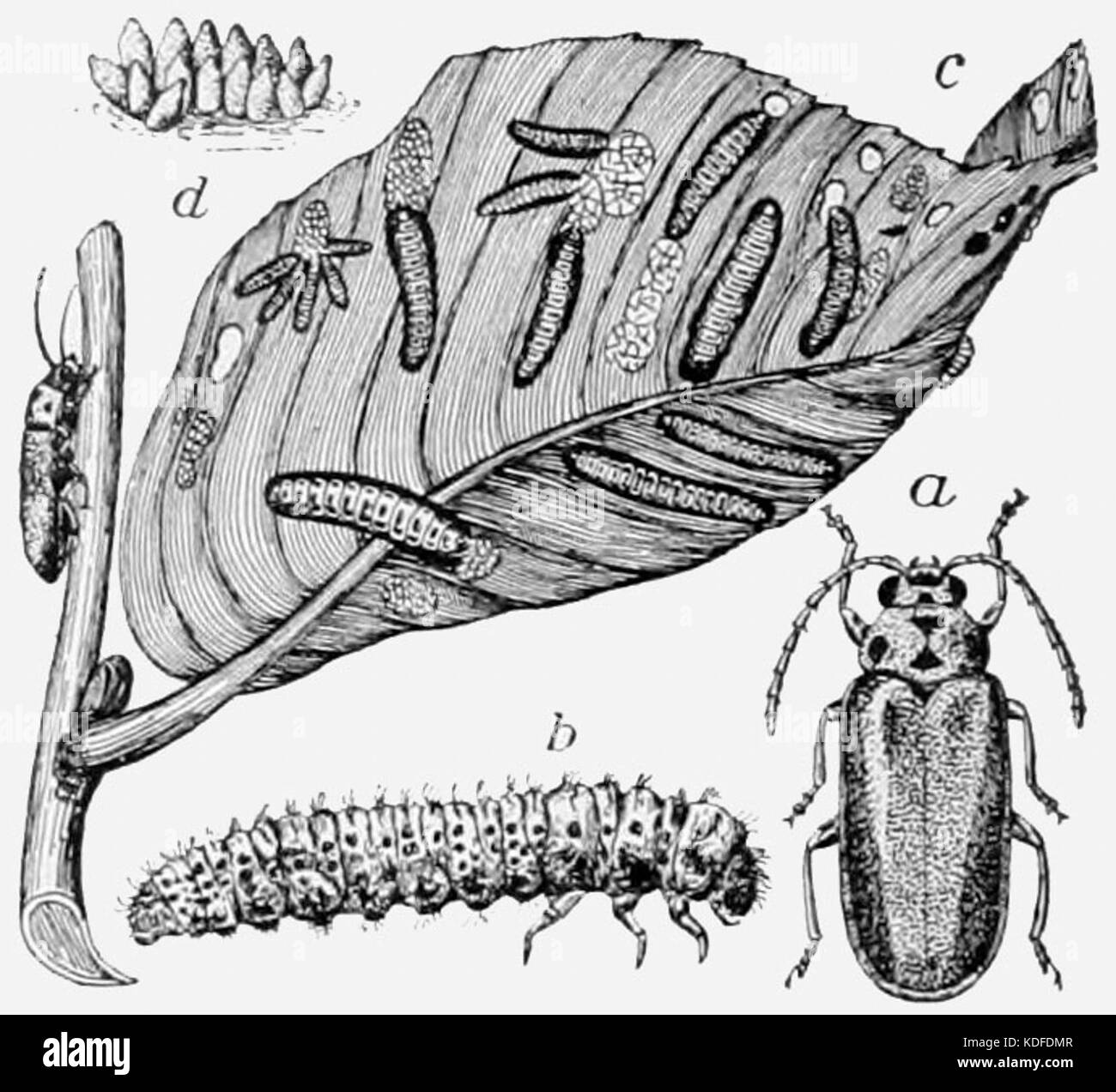 Elmer Insect NIE 1905 Elm Insects Stock Photo - Alamy