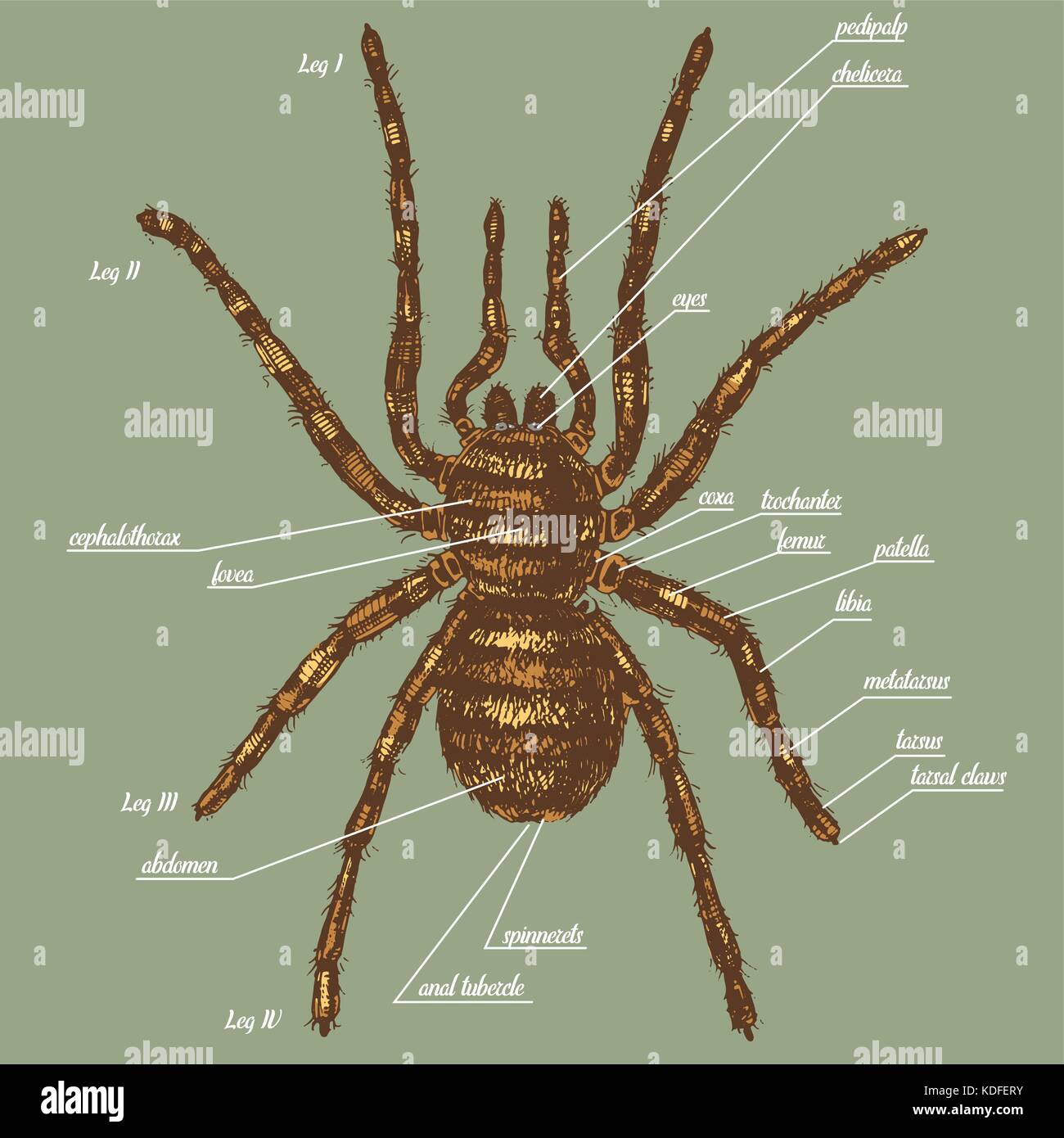 Spider Anatomy: The Different Parts Of A Spider