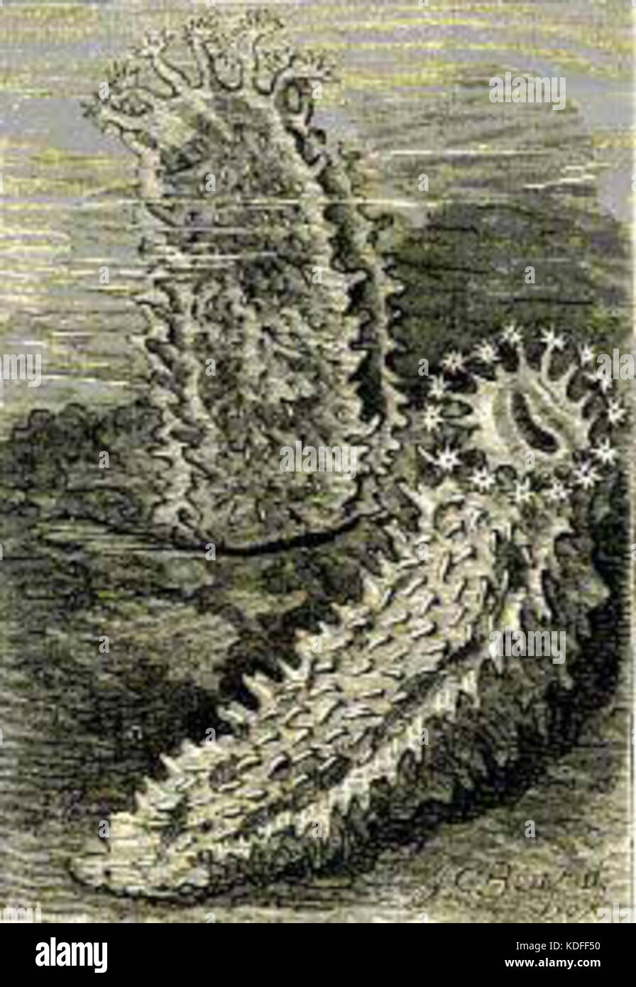 Sea Cucumber Drawing Stock Photo Alamy