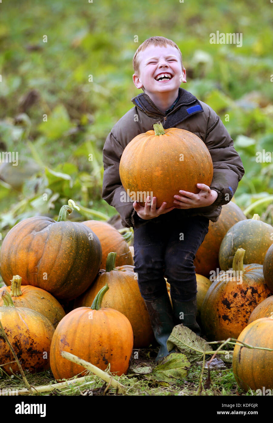 Duncan McEwen, 7, collects pumpkins on the pumpkin patch at Arnprior Farm, Stirlingshire. Stock Photo