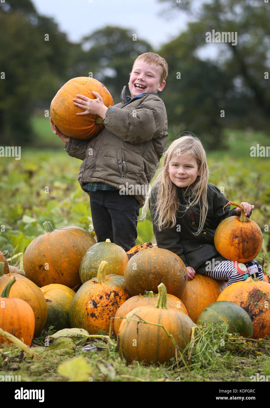 Duncan McEwen, 7, and sister Floraidh, 5, collect pumpkins on the pumpkin patch at Arnprior Farm, Stirlingshire. Stock Photo