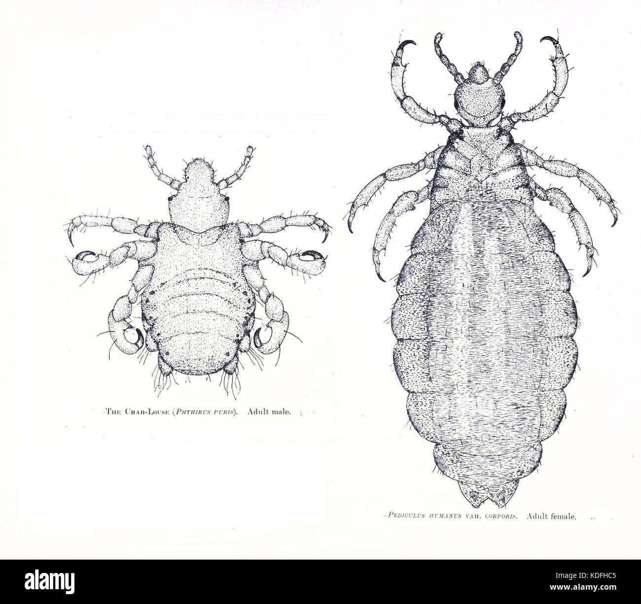 Louse species Stock Photo - Alamy
